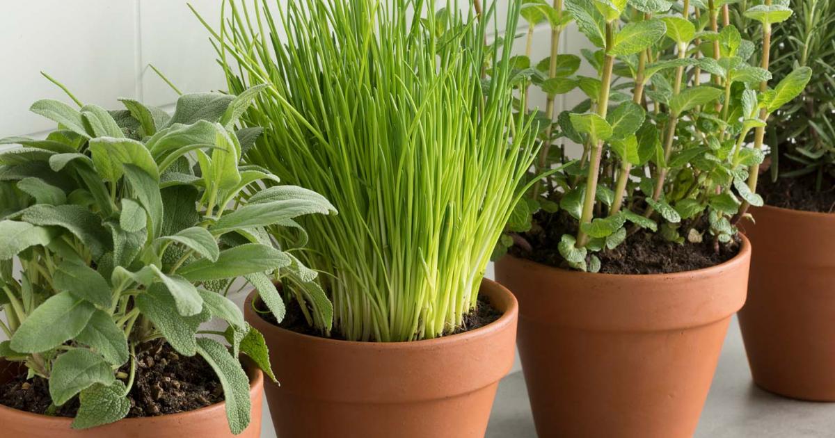 Potted Vegies and Herbs Scotts Australia